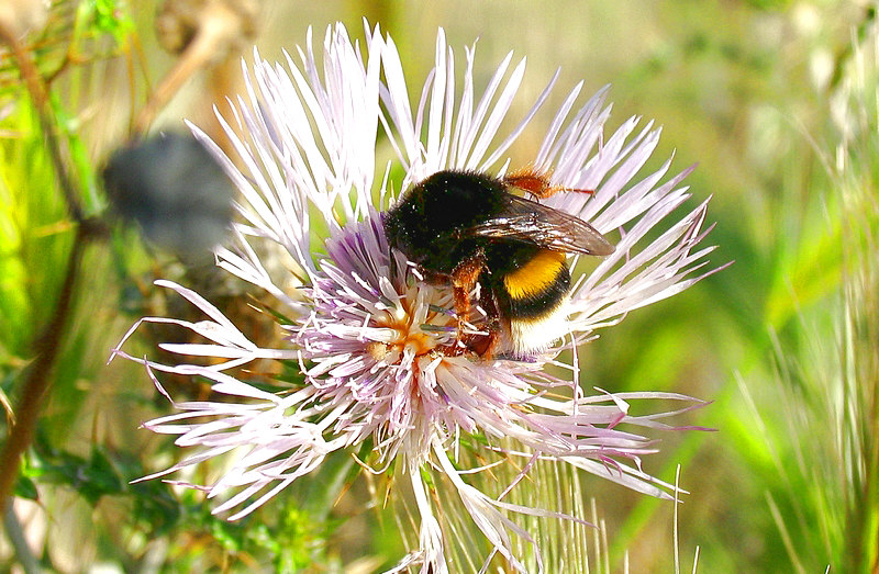 Bombus terrestris cfr sassaricus